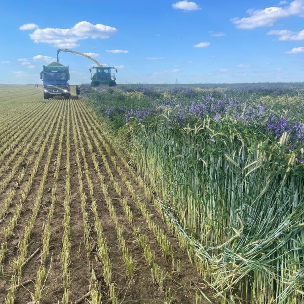 Günther_GPS_Silage