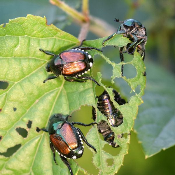 Japanese beetle